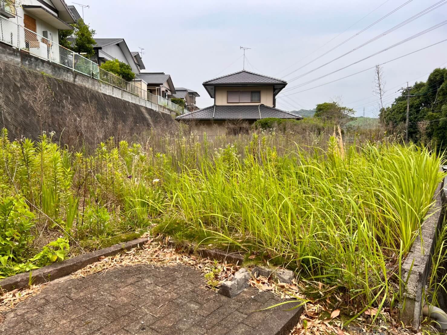 作業前の現場です。腰より高い草木が伸び放題の状態でした。